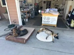 BR Dogs enjoying a nap outside the Shop